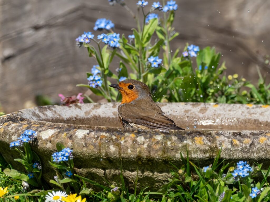 birds can remove a huge variety of garden pests such as slugs and snails caterpillars and aphids 1